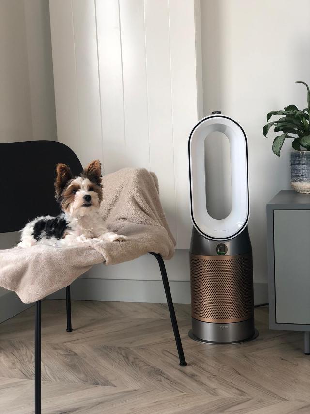 Dyson PetsofDyson the best pet pictures and cleaning tips from