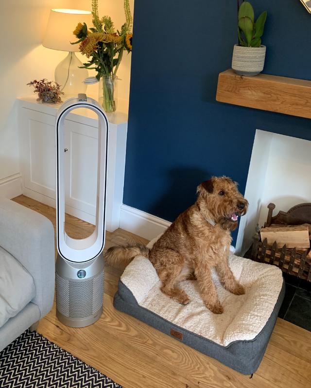 Dyson air purifier pet hair deals