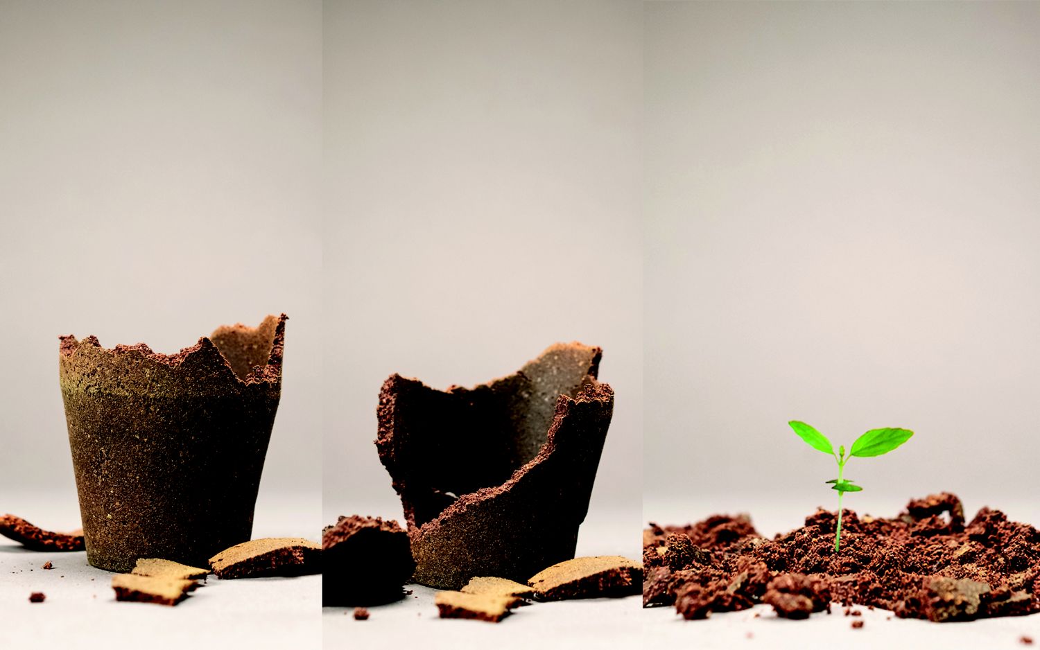 SeedCup JDA Gewinner