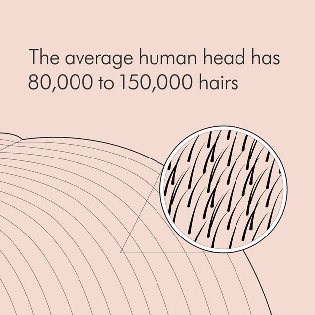 Illustration of density of hairs on a head. The average human has 80,000 to 150,000 hairs