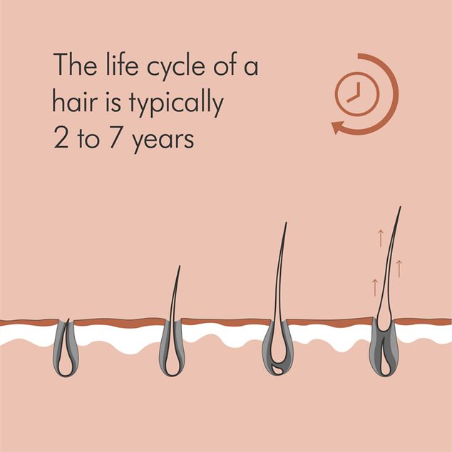 Illustration of a hair gradually growing. The life cycle of a hair is typically 2 to 7 years