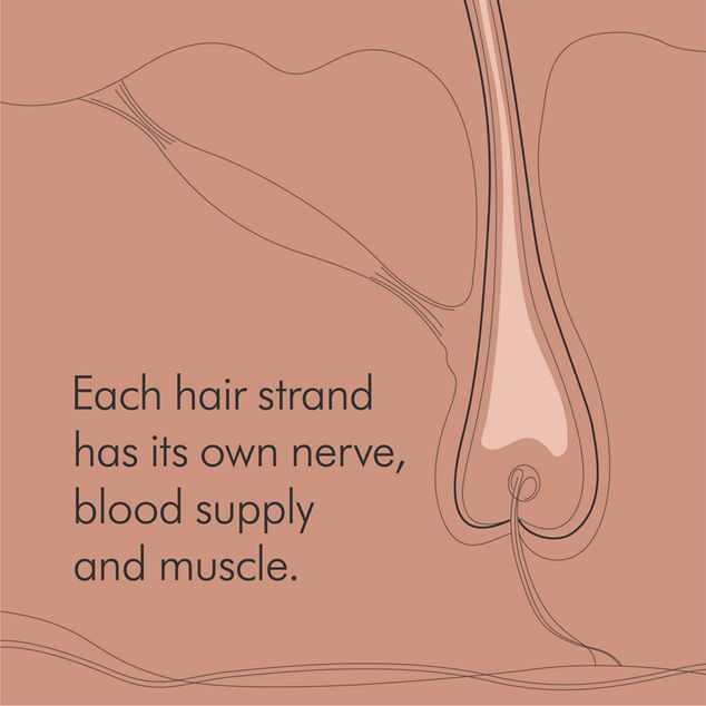 Hair follicle illustration
